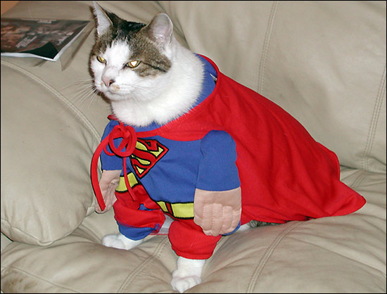 supercat.jpg