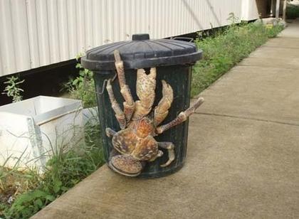 giant-coconut-crab.jpg