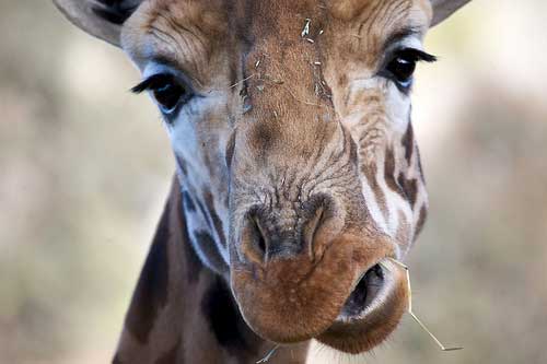 giraffecloseup.jpg