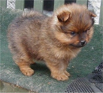 PomeranianPuppyMayaroseGeorgieBoy1.JPG