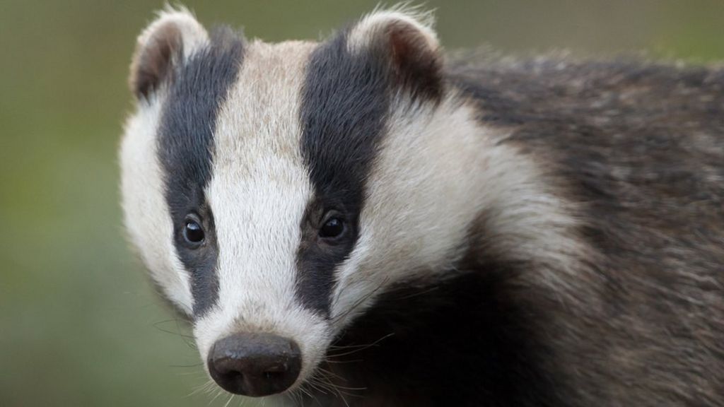 _107258642_badger.jpg