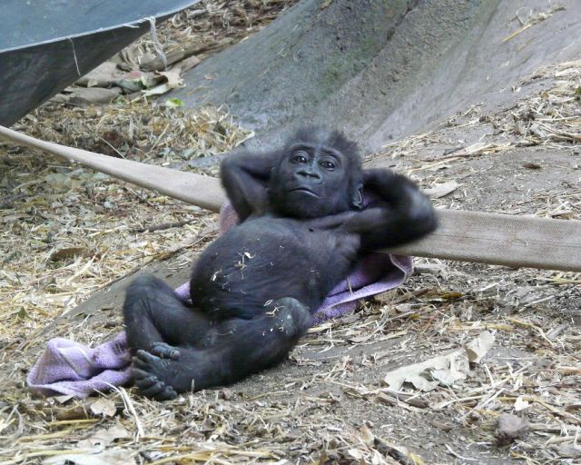 chilling-baby-gorilla-is-chilling-big.jpg