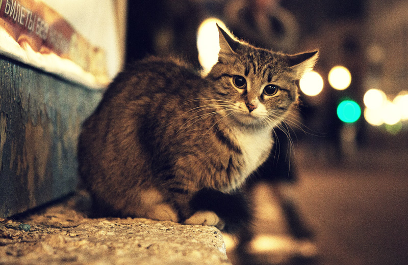 street_cat__by_inbrainstorm-d32d91j.jpg