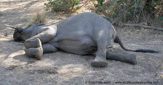 dead_elephant-7208.jpg