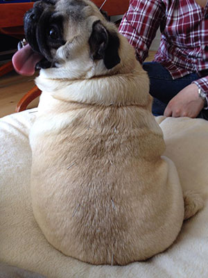 lucy_pug1_smaller.jpg