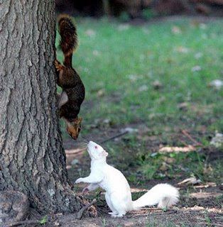 albino-squirel.jpg