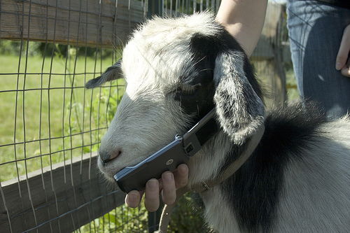 telus-goat-commercial.jpg