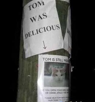 cat-lost-sign-spoiler.jpg