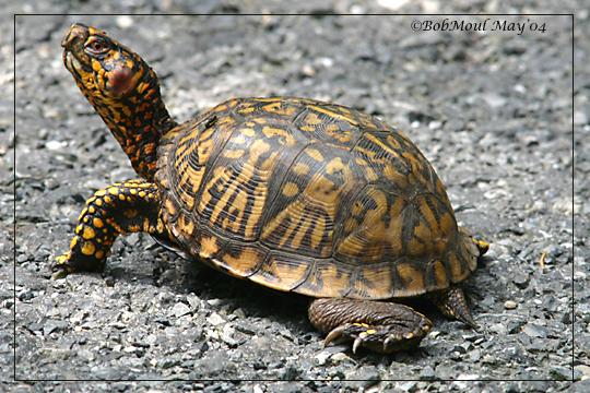 29366343-easternboxturtle2.jpg