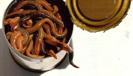 can-of-worms%25255B1%25255D.jpg