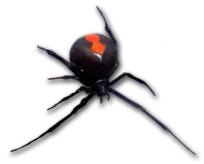 Redback_frontal_view.jpg