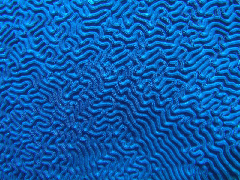 WPA180030%20-%20Blue%20Brain%20Coral.jpg