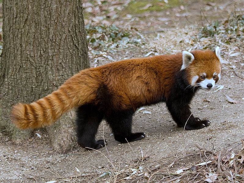 RedPandaFullBody.jpeg