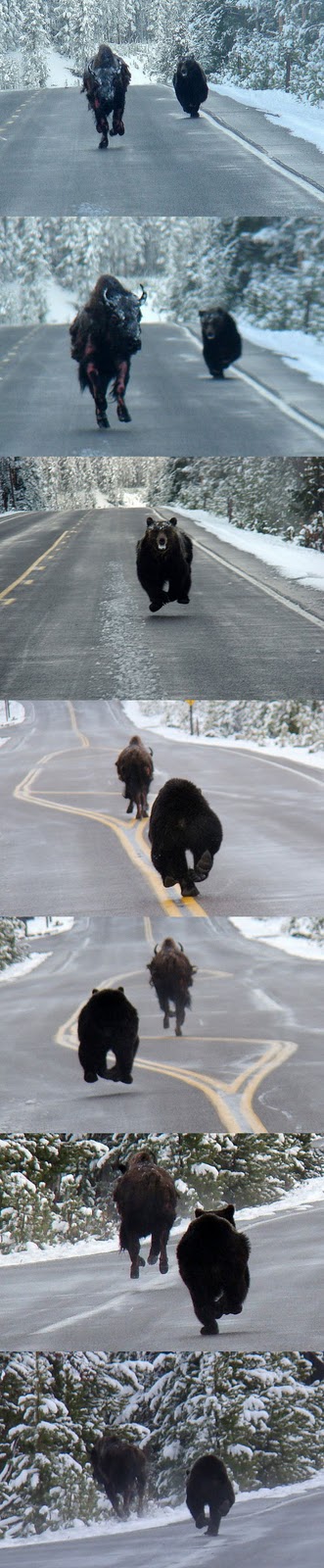 bear_vs_bison_Wypyzinski_full.jpg