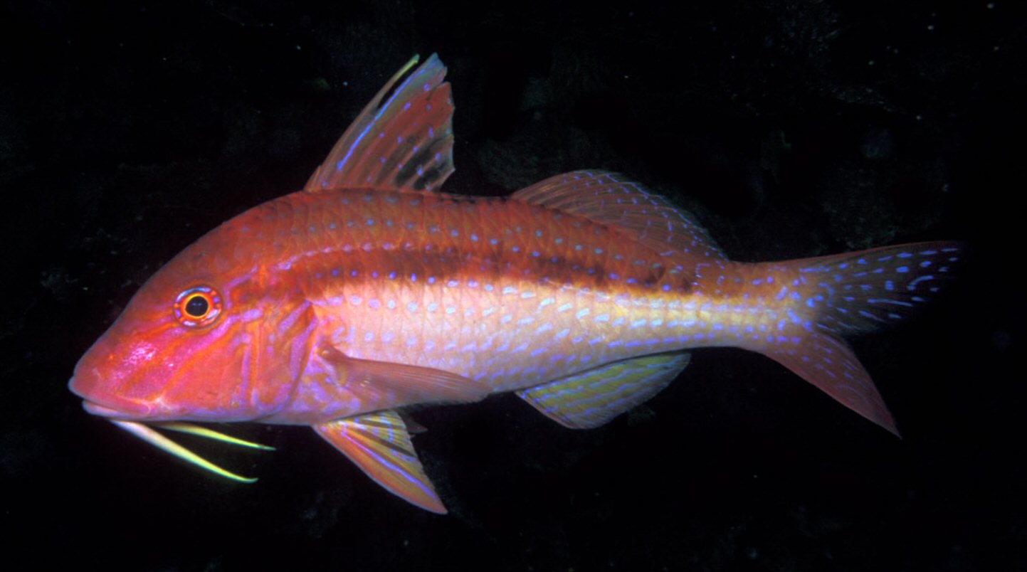 Upeneichthys_lineatus_(Blue-lined_goatfish).jpg