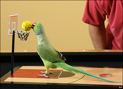 _42499067_parakeet4_ap_gal.jpg