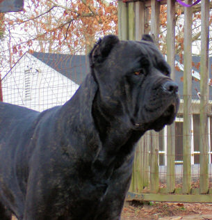 zoe-cane-corso-sm.jpg