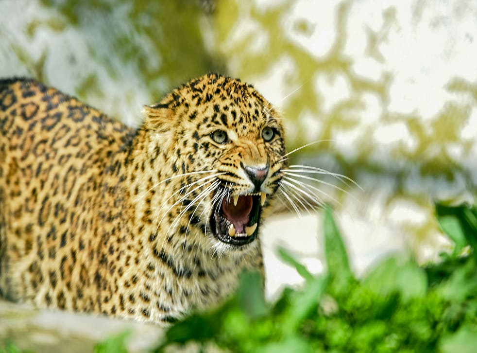 <p>Representative image: Scientists suspect the cub was infected from people in a nearby village as leopards are less shy around human beings</p>