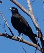 BlackFalcon(HT).jpg