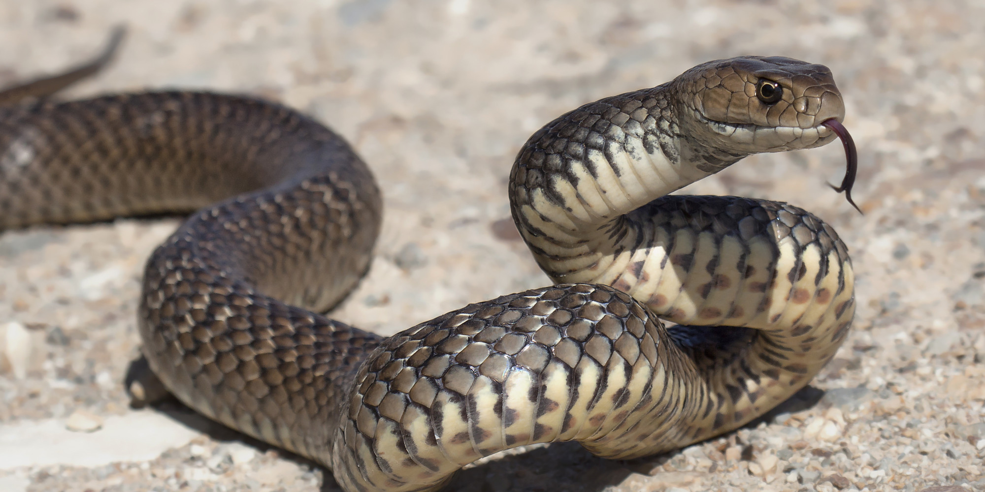 o-EASTERN-BROWN-SNAKE-facebook.jpg