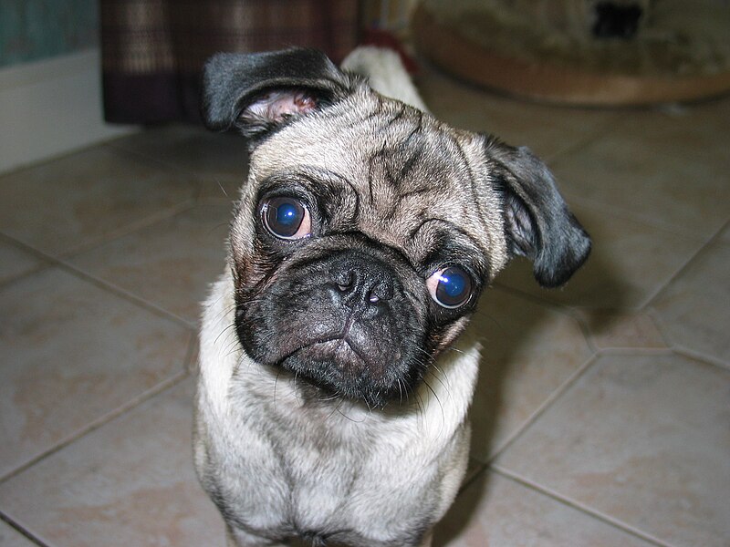 800px-Wilbur_the_pug.jpg