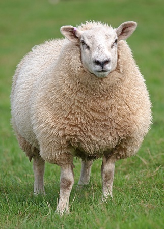 15030247-fat-woolly-sheep-standing-in-green-field.jpg