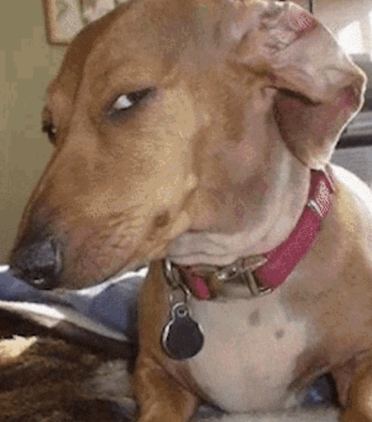 Side eye dog Meme Generator - Imgflip