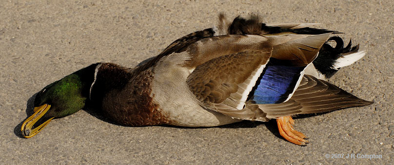 JR61052-dead-duck-fl.jpg