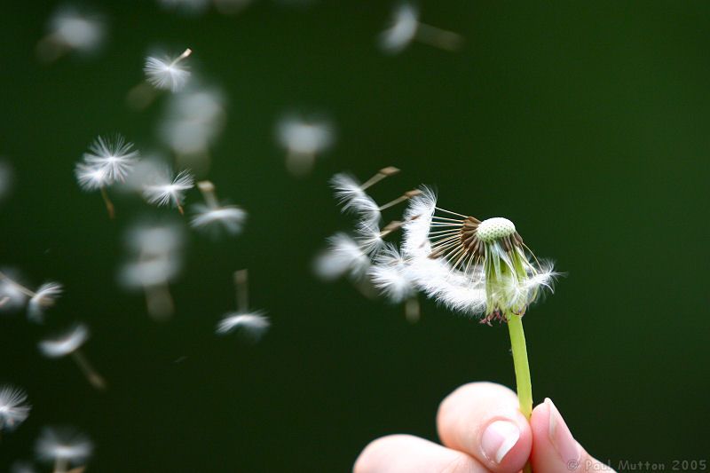 dandelion_seeds_being_blown.jpg