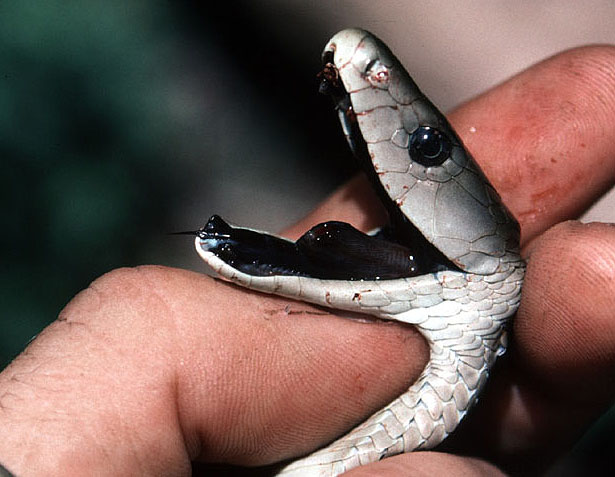 Black-Mamba-Snake1.jpg