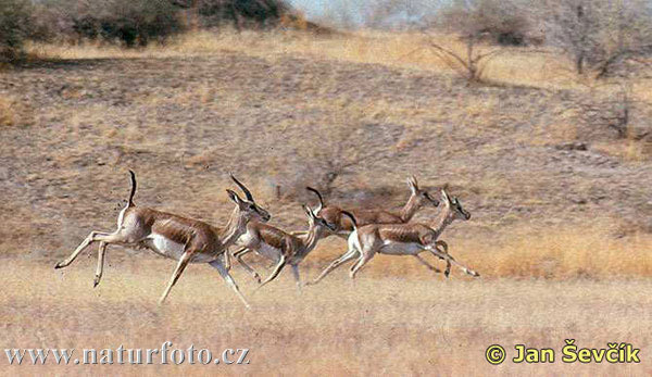 persian-gazelle--dzejran2.jpg