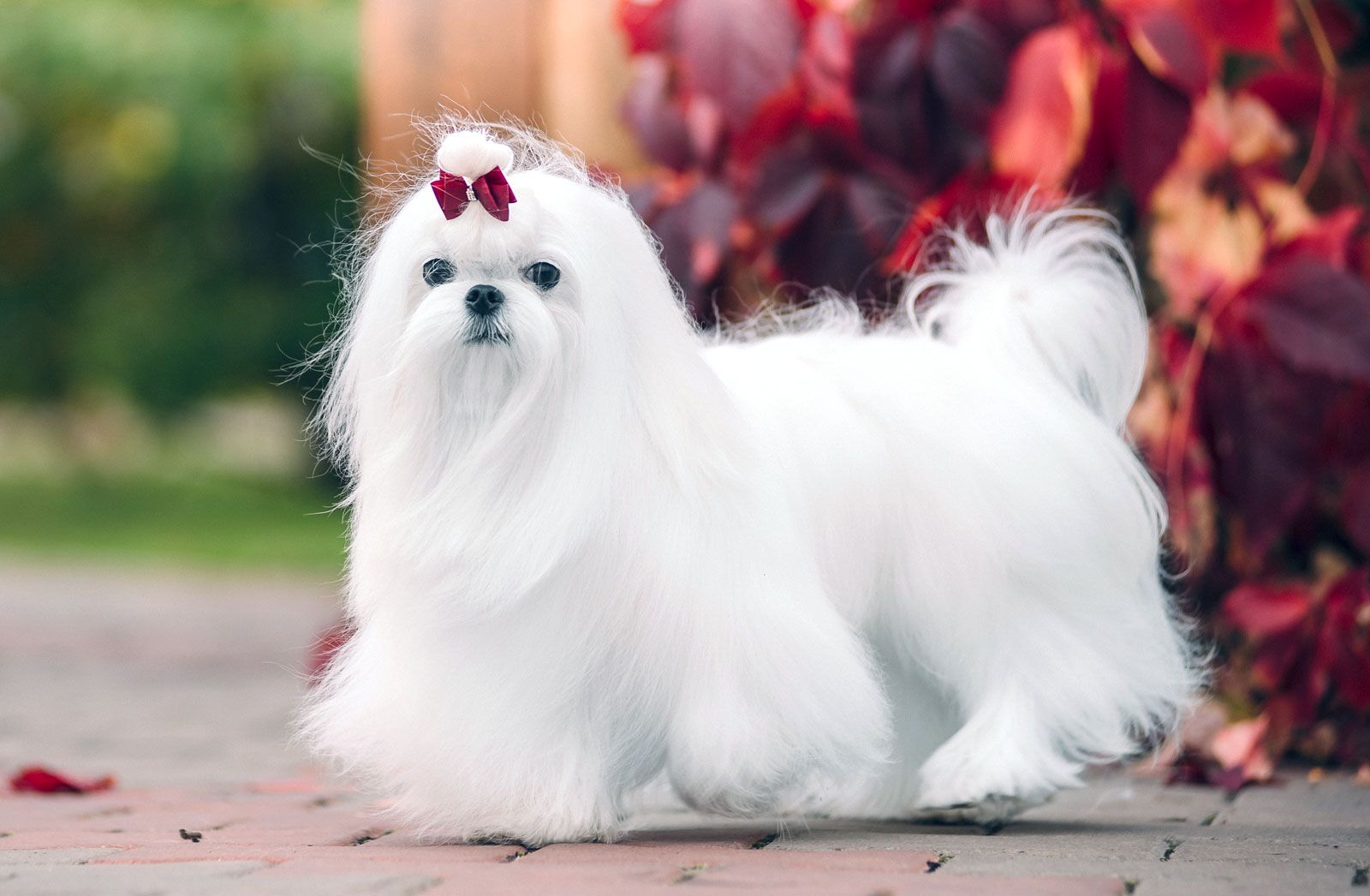 maltese-dog.jpg