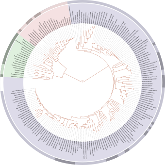 340px-Tree_of_life_SVG.svg.png