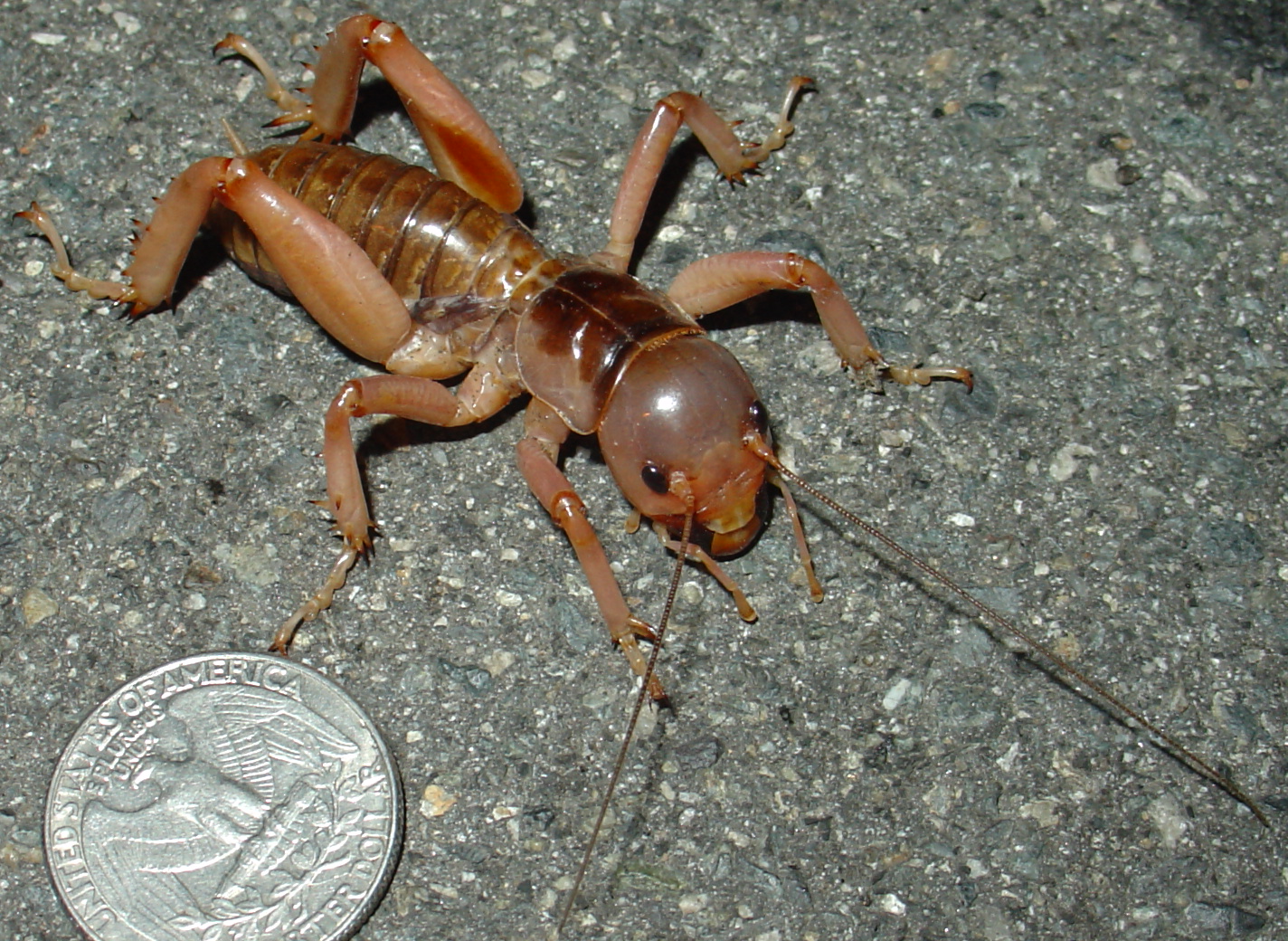 Mahogany_Jerusalem_cricket.jpg