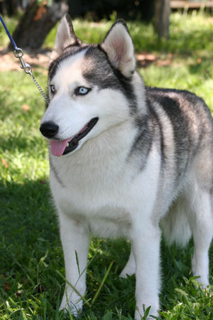 Siberian-Husky300x450.jpg