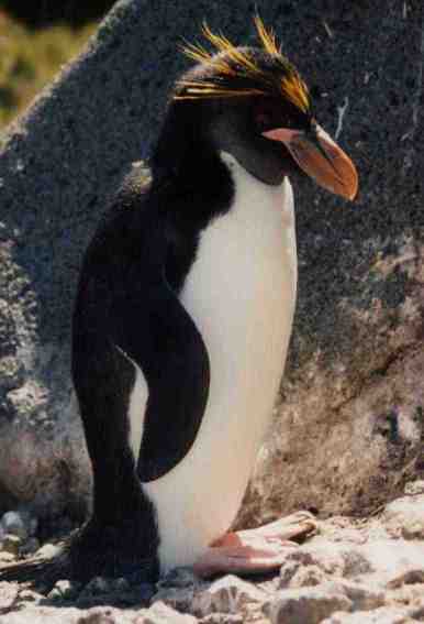 macaroni-penguins.jpg