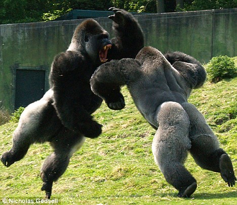 gorillas-fighting1.jpg