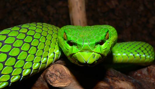 ht_Gumprechts_green-pitviper_Trimeresurus_081215_ssh.jpg