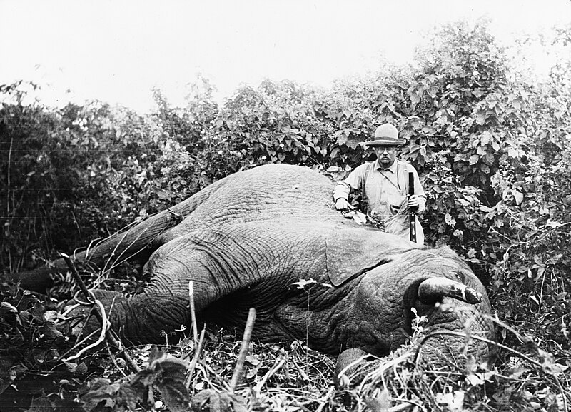 800px-Roosevelt_safari_elephant.jpg