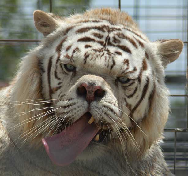 whitetigerdeformed1.jpg