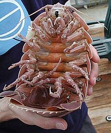 230px-Giant_isopod.jpg