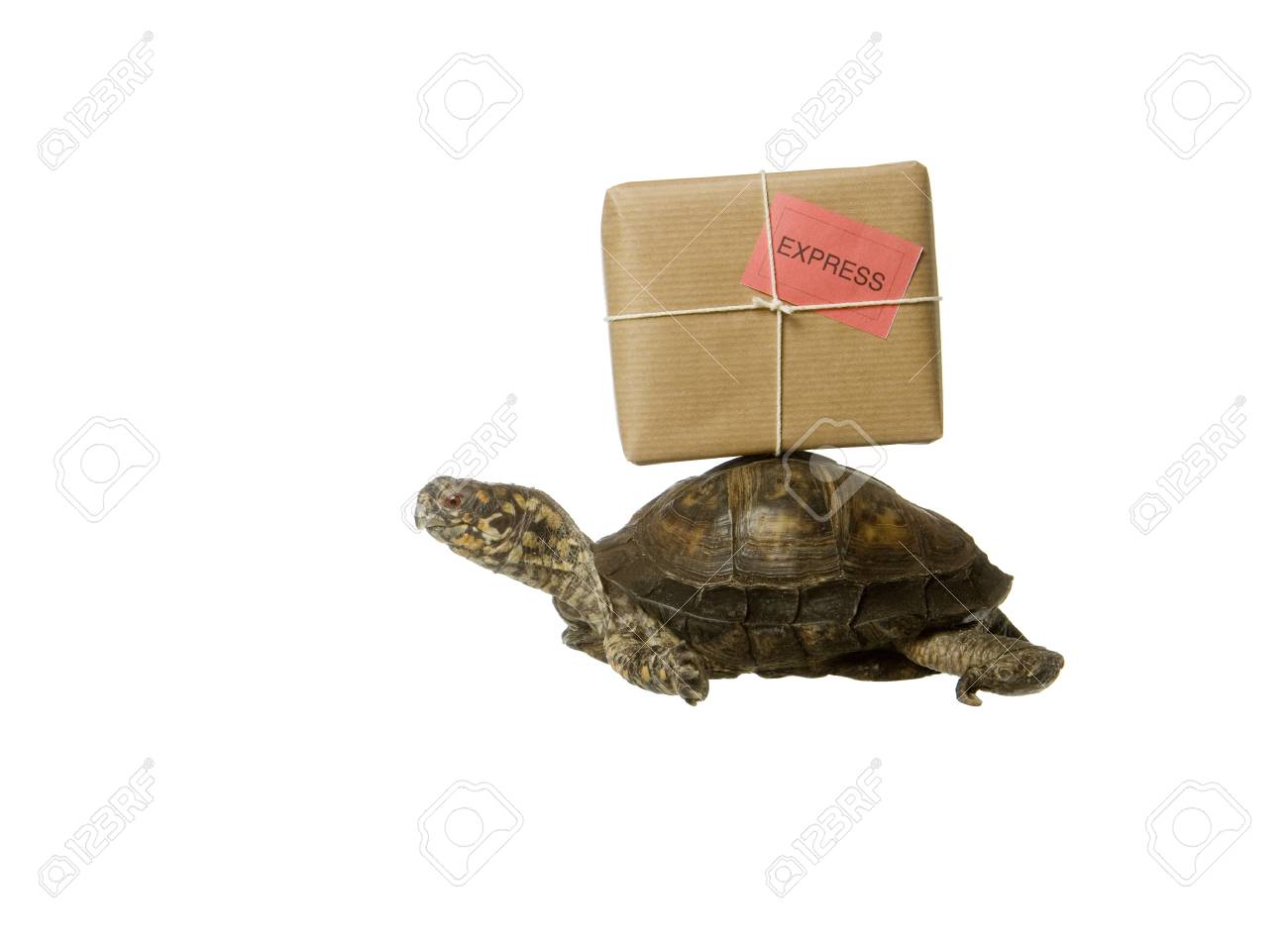 12303660-turtle-with-a-package-isolated-on-white-background.jpg