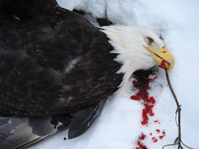 dead-eagle02.JPG