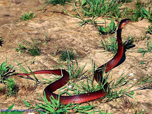 016-Beauty-Of-Snakes-Snake-Photos-RedSnake.jpg