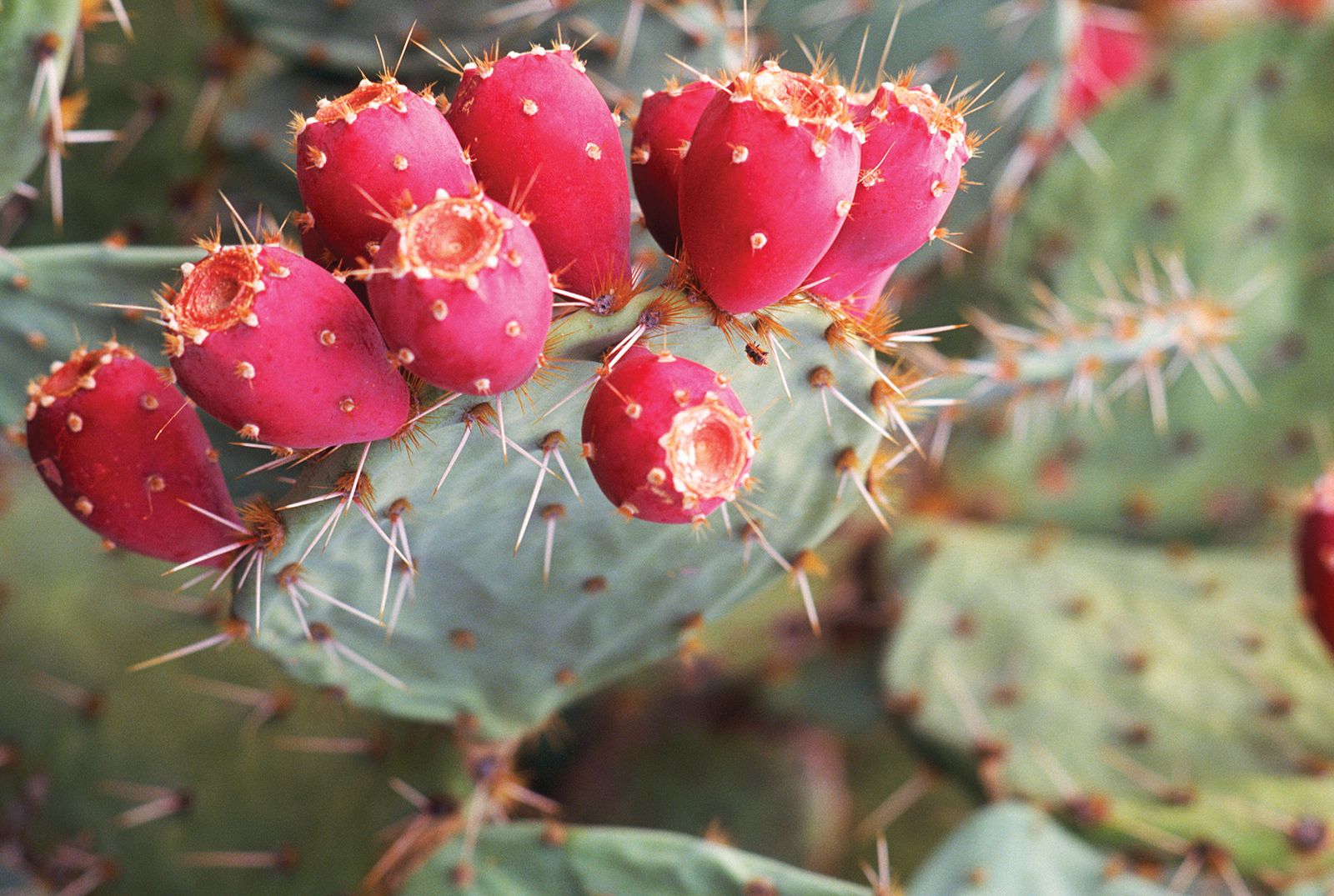 Prickly-pear-cactus-Arizona.jpg