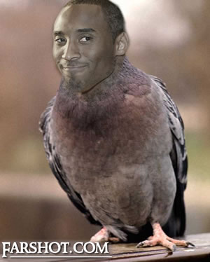 kobe_pigeon_final.jpg