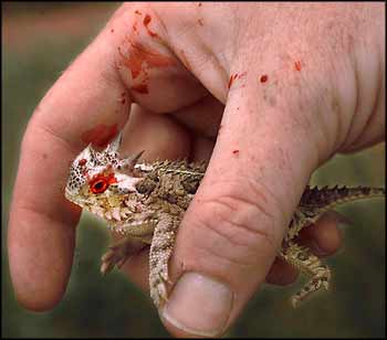 horned-lizard-blood.jpg