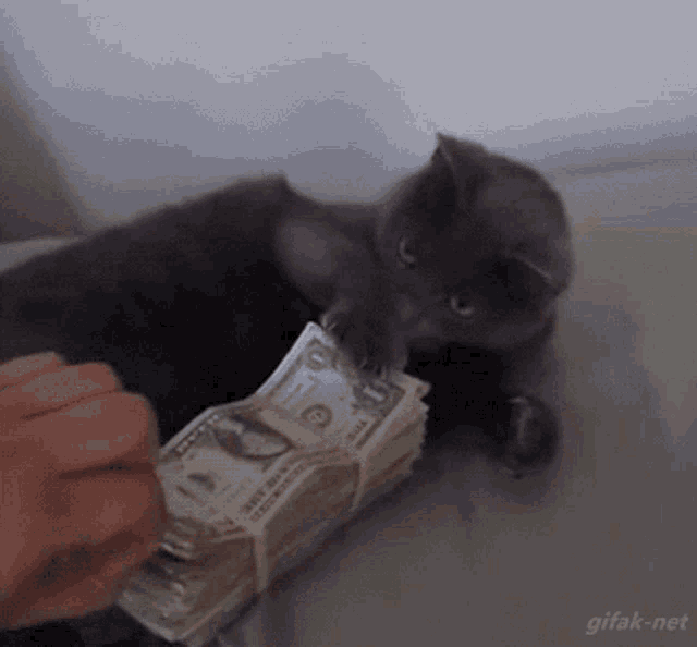 makar-cat.gif