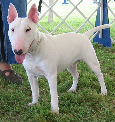 bull_terrier_h03.jpg