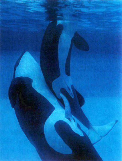 KillerWhales-Orca-Mating.jpg